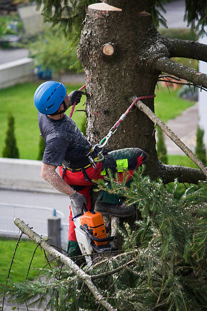  English, IN Tree Services Pros